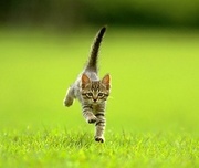 Котята бесплатно!!!!