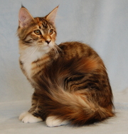 Котята породы Мейн Кун