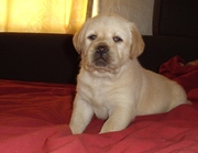 Перспективные щенки лабрадора, документы РКФ