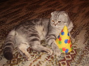 Приглашаю к вязке.