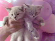 Продаются не дорого НЕВСКИЕ МАСКАРАДНЫЕ котята в хорошие ручки