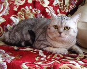 Красавец британец приглашает кошечек на вязку!