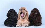 чистокровные щенки кокер спаниеля