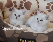 Британская серебристая шиншилла (имп. Великобритания)