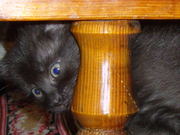 Отдам в добрые руки.