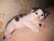 Красивый, ласковый котенок