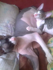 Продается котенок породы Канадский Сфинкс