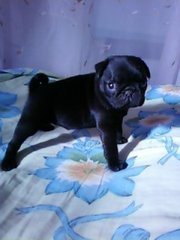 мопсики 2 чёрные девочки