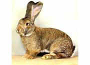 Продаю кроликов : Новозеландская , Фландр