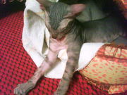 ПРОДАЁТСЯ КОТЁНОК-МАЛЬЧИК ПОРОДЫ ДОНСКОЙ СФИНКС