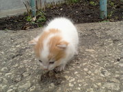 Отдам котёнка бесплатно в хорошие руки!(г.Липецк)