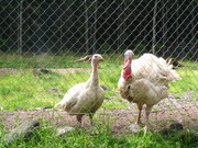 Индюшки живым весом.