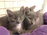 Красивые котята в дар