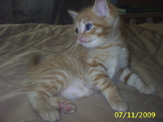 отдам котят в хорошие руки