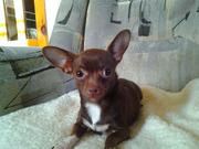 Продам щенков чихуа хуа, продаются щенки чихуа хуа,