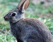 Крольчонок, спасённый от мяса, ищет дом.