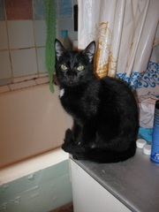 кошка ищет нового хозяина