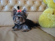 Йоркширский терьер, очаровательные щенки с отличной родословной!