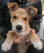 отдам в добрые руки забавного, доброго щенка возрастом около 2 месяцев