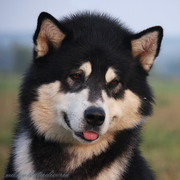 Маламутики для спорта, выставок и души