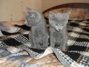 Отдам 2 котенка британской породы окрас голубой 