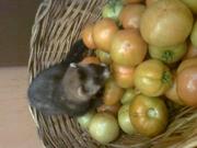 продам хорька - девочку