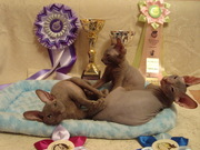 Очаровательнейшие котята донского сфинкса