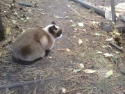 отдам кошечку. срочно!