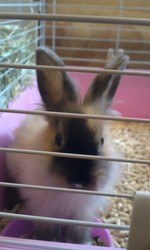 ангорский кролик