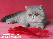 Персидские и экзотические котята.