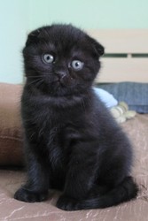 Шотландские вислоухие котята САМАРА