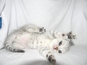 британская шиншилла 