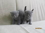 Продаю шотландских вислоухих плюшевых котят с отличной родословной.