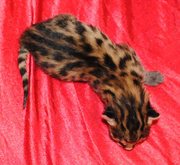 саванна котята на продажу