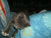 Отдам милого котенка в хорошие руки