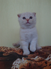 скоттишш-фолд