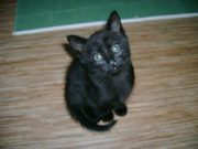 Любителям черных кошек