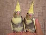 ПОПУГАЙЧИКА,  ПОПУГАЯ КАРЕЛЛА (НИМФА)