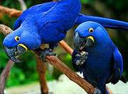 В продаже попугаи!