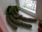 Продам кактус-гигант,  возраст 13-14 лет