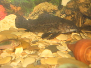 очень срочно продам 2-х сомов 