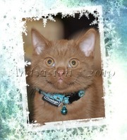 БРИТАНСКИЕ КОРОТКОШЁРСТНЫЕ ЦИННАМОНЫ