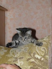 СРОЧНО БЕСПЛАТНО