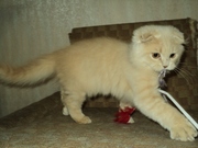 КОТЯТА ШОТЛАНДСКИЕ ВИСЛОУХИЕ