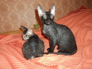 котята Донской сфинкс  киров слободской