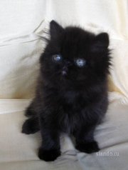 Отдам котенка персидской породы. Черный