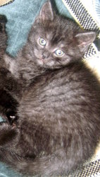 Продам маленькую кошечку!