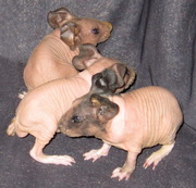 Продаю малышей СКИННИ