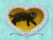 Котенок ищет надежных хозяев