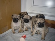щенки мопса с родословной